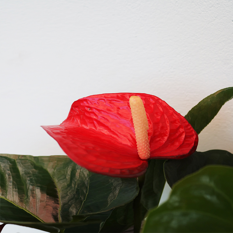 Antrium (Anthurium)